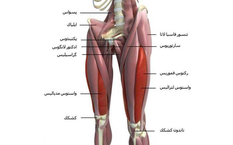 عضلات پایین تنه