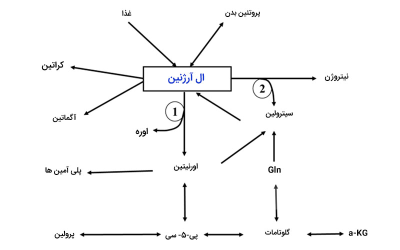 ال آرژنین